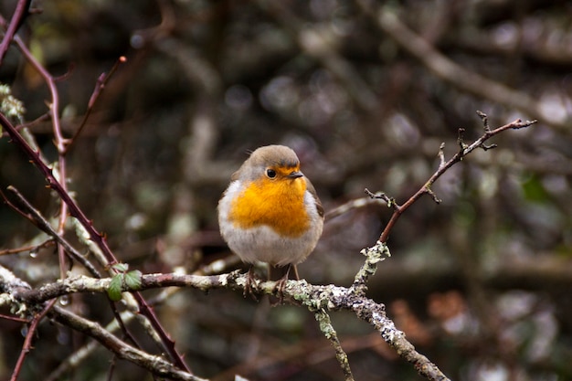 Foto do Robin europeu (Erithacus rubecula). Retrato detalhado e brilhante. Paisagem de outono com um pássaro canoro. Erithacus rubecula no Parque Natural Orbea, País Basco. Espanha