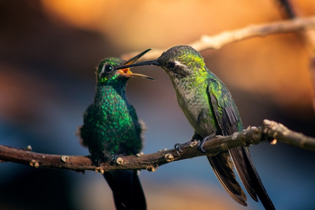 Foto de dos increíbles colibríes donde se posan en la rama de un árbol sobre un fondo borroso