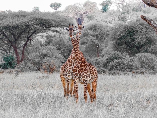 Una foto de dos jirafas en la sabana mirando hacia el fotógrafo