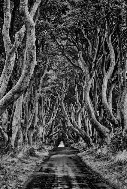 Foto dramática em preto e branco de Road through the Dark Hedges, uma estrada única em túnel de faia em Ballymoney, Irlanda do Norte. Localização do jogo dos tronos