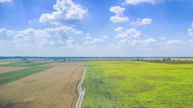 Foto de dron del campo de girasol