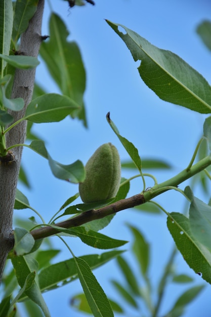 foto durazno verde en una rama