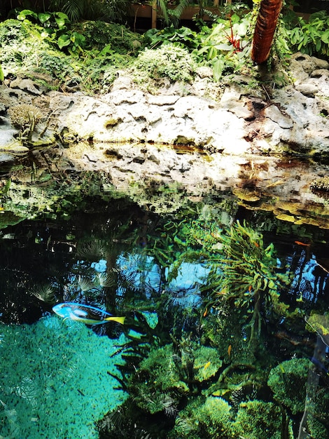 Foto del ecosistema acuático de las anémonas en la vida marina del acuario