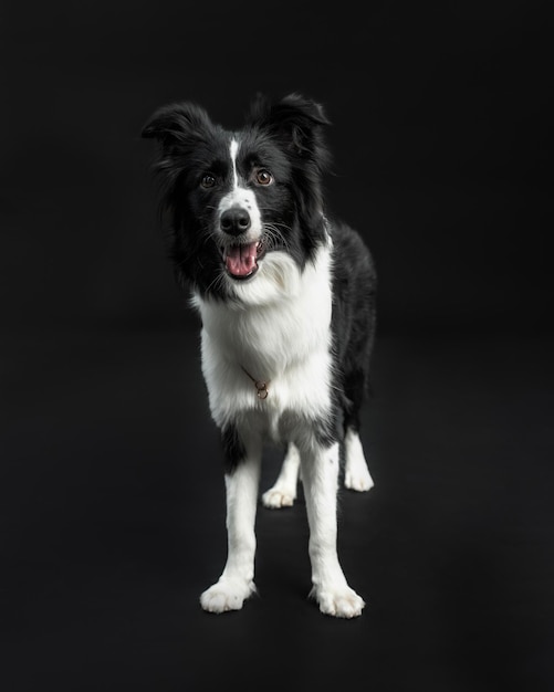 Foto: Ein Border Collie ist isoliert auf schwarzem Hintergrund