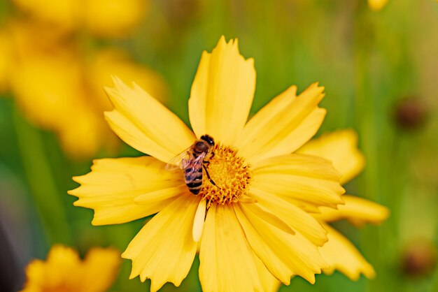 Foto einer Biene, die Nektar erfasst und Blütenstaub auf einer schönen gelben Blume verbreitet