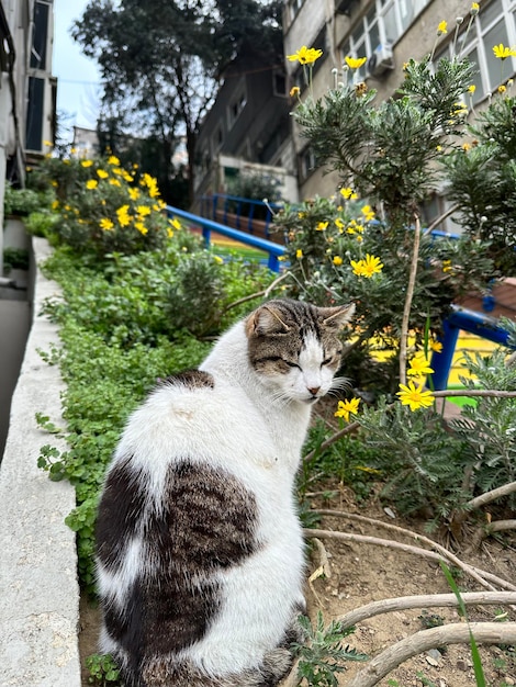 Foto einer erwachsenen Straßenkatze