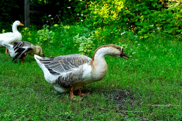 Foto einer Gans auf freiem Fuß