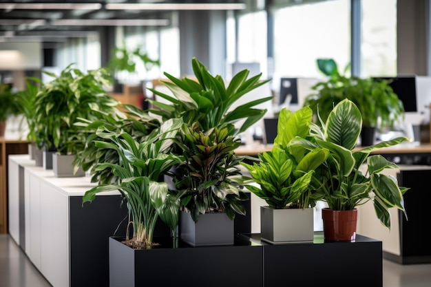 Foto einer Gruppe von Büropflanzen, die einem Arbeitspaket Grün hinzufügen
