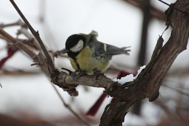 Foto einer Meise auf einem Ast in der Winternahaufnahme