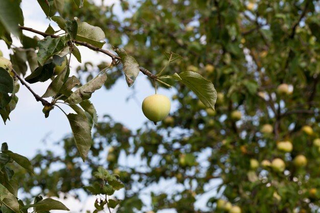 Foto einer Nahaufnahme von grünen unreifen Äpfeln. Kleine Schärfentiefe