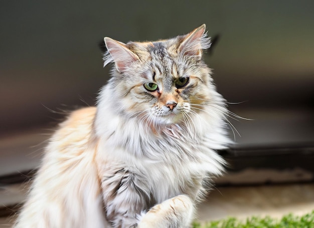 Foto einer niedlichen norwegischen Waldkatze mit generativem KI