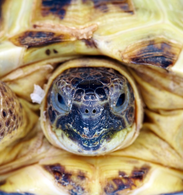 Foto einer Schildkröte aus nächster Nähe