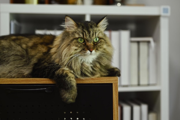 Foto einer süßen, flauschigen Katze, die auf einem Holztisch liegt und wegschaut. Konzept einer Hauskatze