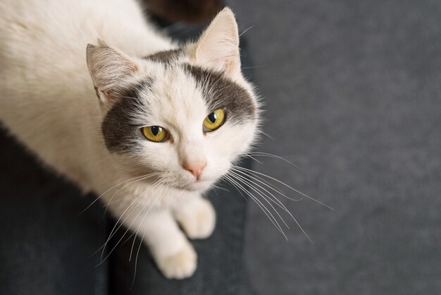 Foto einer süßen weißen Katze, die in die Kamera schaut und auf einem grauen Sofa sitzt