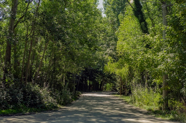 Foto einer unbefestigten Straße mit Bäumen an den vom Tageslicht beleuchteten Seiten