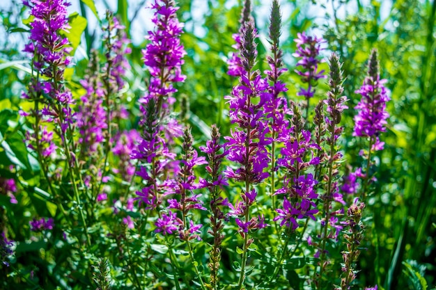 Foto einer violetten schönen Blume an einem Sommertag