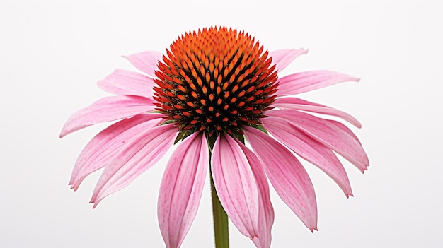 Foto foto einer wunderschönen echinacea-blüte, die auf weißem hintergrund isoliert ist