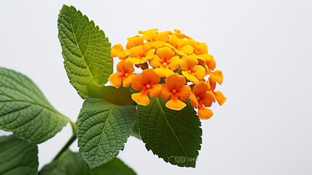 Foto einer wunderschönen Lantana-Blüte, die auf weißem Hintergrund isoliert ist