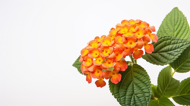 Foto einer wunderschönen Lantana-Blüte, die auf weißem Hintergrund isoliert ist