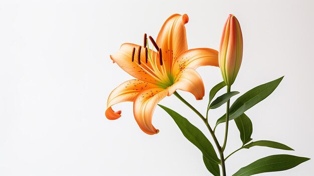 Foto einer wunderschönen Liliumblume, die auf weißem Hintergrund isoliert ist