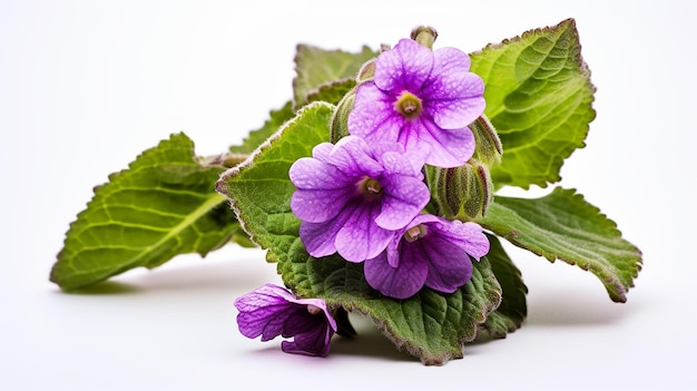 Foto einer wunderschönen Lungwortblume, isoliert auf weißem Hintergrund