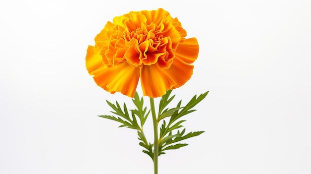 Foto einer wunderschönen Marigoldblume, isoliert auf weißem Hintergrund