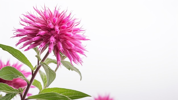 Foto einer wunderschönen Monarda-Blüte, die auf weißem Hintergrund isoliert ist