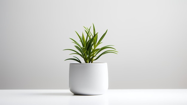 Foto einer Zierpflanze im weißen Topf als Zimmerpflanze für die Heimdekoration auf weißem Hintergrund