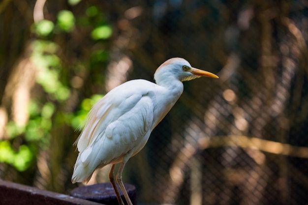 Foto eines ägyptischen Reihers Großer weißer Vogel auf Zaun Zerzauster Kopf Ausdrucksstarkes Posenporträt