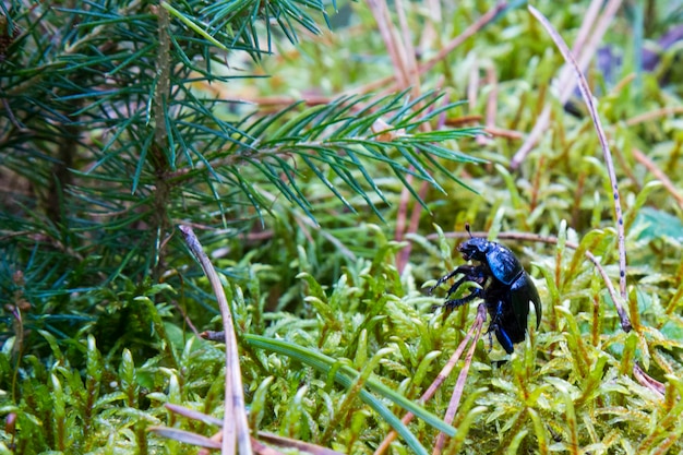 Foto eines Dor-Käfers, Geotrupes stercorosus unter Moos. Dora-Käfer, Geotrupes stercorosus unter dem Moos. Blauer und schwarzer Käfer im Wald
