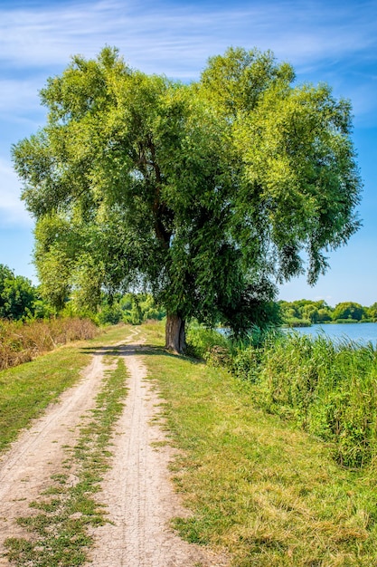 Foto eines grünen Weidenbaums in der Nähe eines schönen blauen Sees mit Straße im Sommer