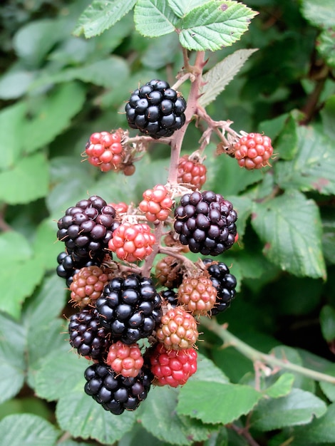 Foto eines Maulbeerbaums mit reifen Beeren