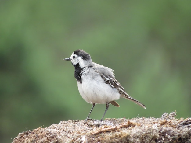 Foto eines schönen Vogels