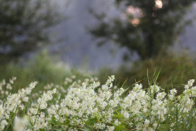 Foto eines Spazierganges durch den Wald und die Natur am Fluss