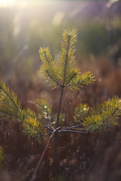 Foto foto eines spaziergangs in der natur im winter