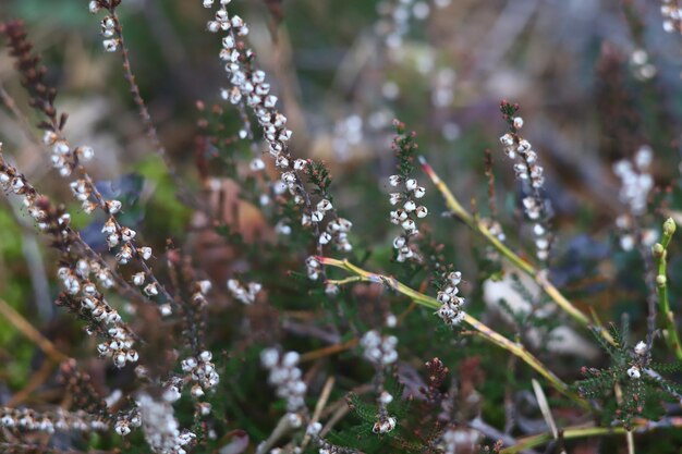 Foto eines Spaziergangs in der Natur