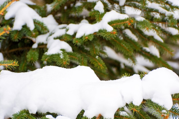 Foto eines verschneiten Weihnachtsbaums an einem Wintertag