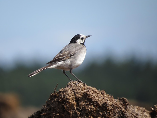 Foto eines Vogels an einem malerischen Ort