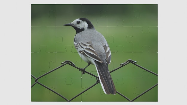 Foto eines Vogels auf einem Puzzle