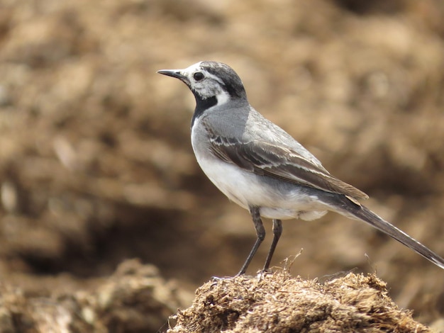 Foto eines Vogels in der Natur