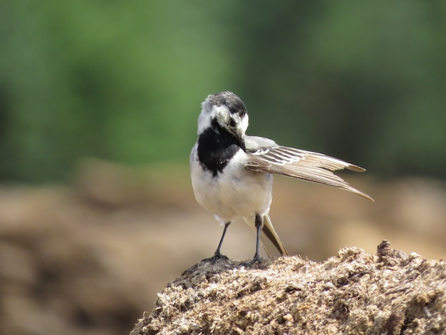 Foto eines Vogels in der Natur