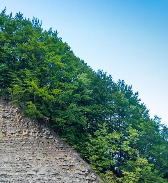 Foto eines wunderschönen grünen, nebligen, dichten Karpatenwaldes auf einem Felsen an einem Sommertag in den Bergen