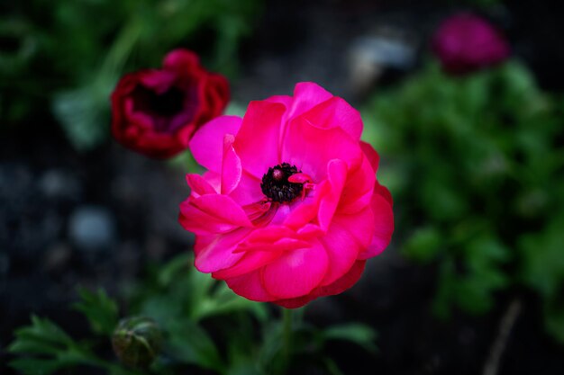 Foto einiger doppelter rosafarbener Ranunculus-Blumen, die mit einem verschwommenen Gartenhintergrund aus grünen Blättern und lila Viola-Blumen wachsen Tecolote ranunculus