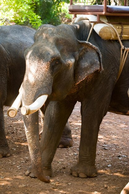 Foto de un elefante grande en la naturaleza viva