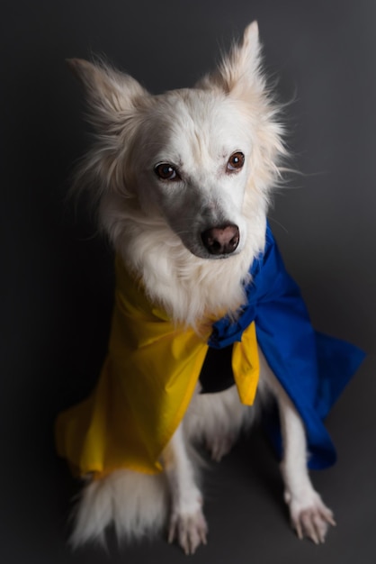 Foto em close de cão branco com bandeira azul-amarela da Ucrânia Animal de apoio na Ucrânia