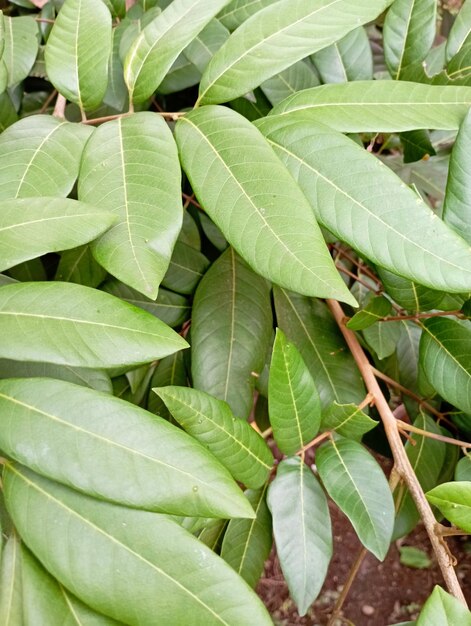 Foto foto em close de folhas verdes