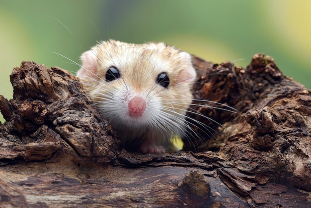 Foto em close de gerbil de cauda gorda (Pachyuromys duprasi)