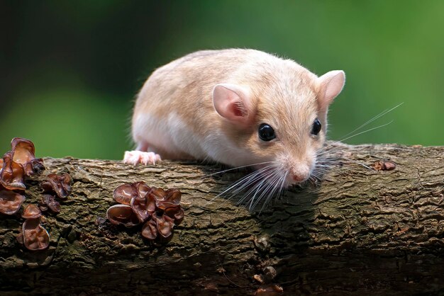 Foto foto em close de um gerbil de cauda gorda