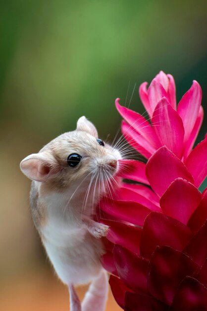 Foto foto em close de um gerbil de cauda gorda