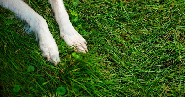 Foto em close-up de patas de cão branco no gramado verde Adopção resgatado abrigo companheiro animal de estimação melhor amigo